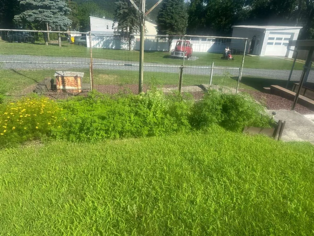 Before landscaping